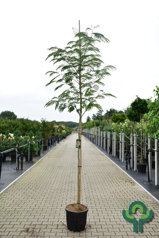 Albizia julibrissin 'Rouge de Tuilière'