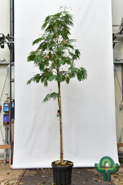 Albizia julibrissin 'Rouge de Tuilière'