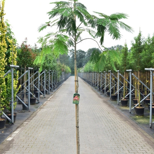 Albizia julibrissin Tropical Dream