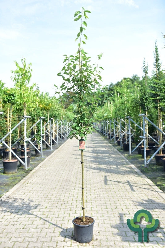 Amelanchier arborea 'Robin Hill'