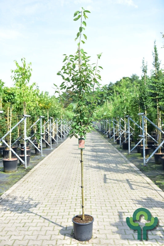 Amelanchier arborea 'Robin Hill'