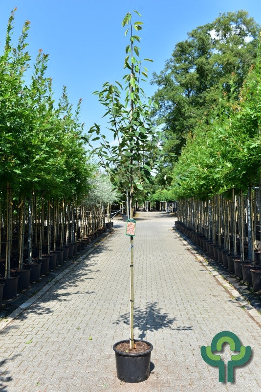 Amelanchier arborea 'Robin Hill'