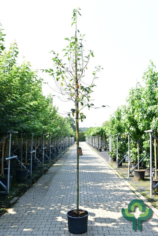 Amelanchier arborea 'Robin Hill'