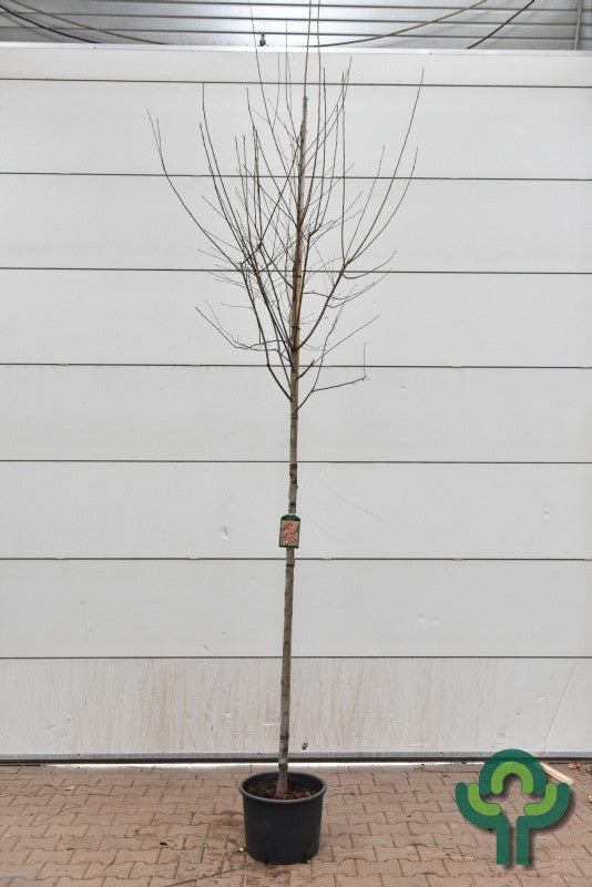 Amelanchier arborea 'Robin Hill'