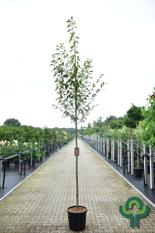 Amelanchier arborea 'Robin Hill'