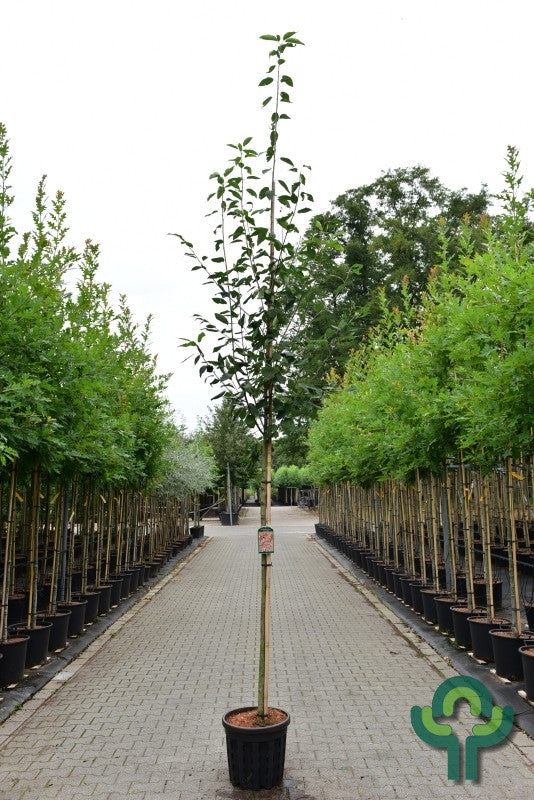 Amelanchier arborea 'Robin Hill'