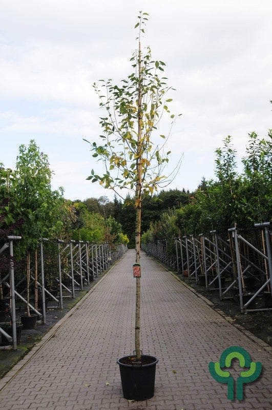 Amelanchier arborea 'Robin Hill'