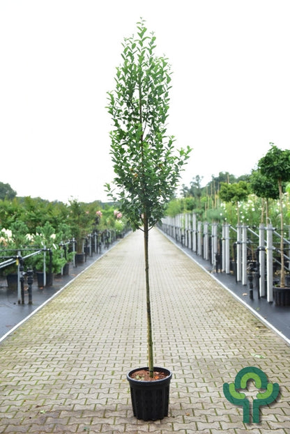 Amelanchier canadensis 'October Flame'