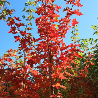 Acer Pacific Sunset