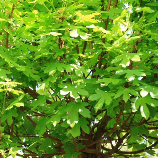 Acer campestre 'Anny's Globe'