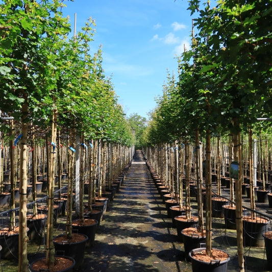 Acer campestre 'Elsrijk'