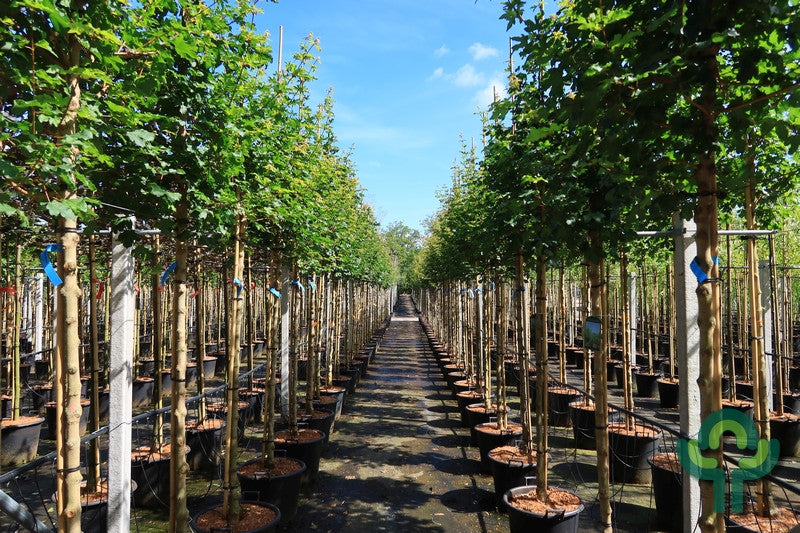 Acer campestre 'Elsrijk'