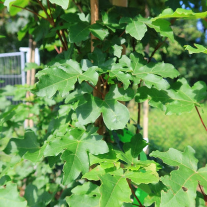 Acer campestre 'Green Column'