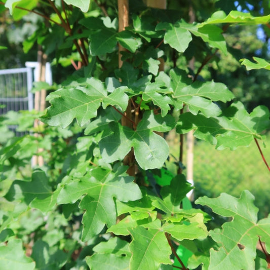Acer campestre 'Green Column'