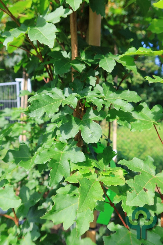 Acer campestre 'Green Column'