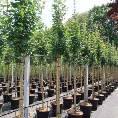 Acer campestre 'Lienco'