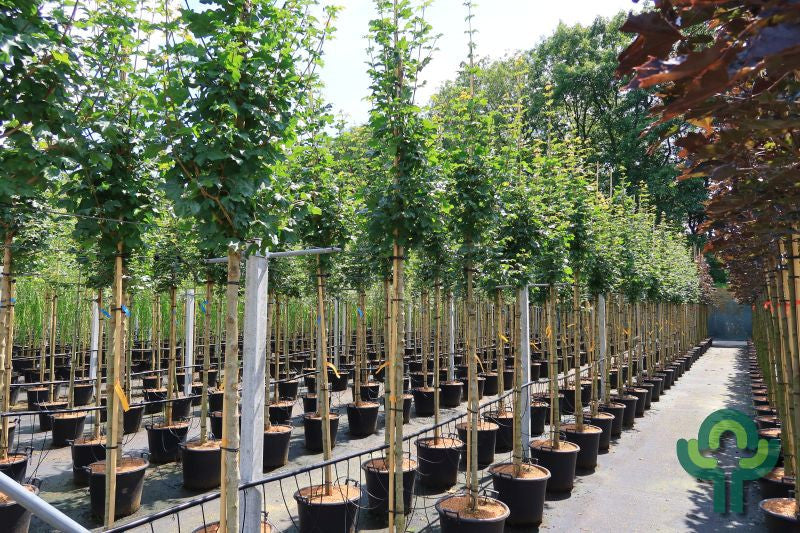 Acer campestre 'Lienco'