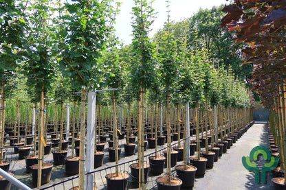 Acer campestre 'Lienco'