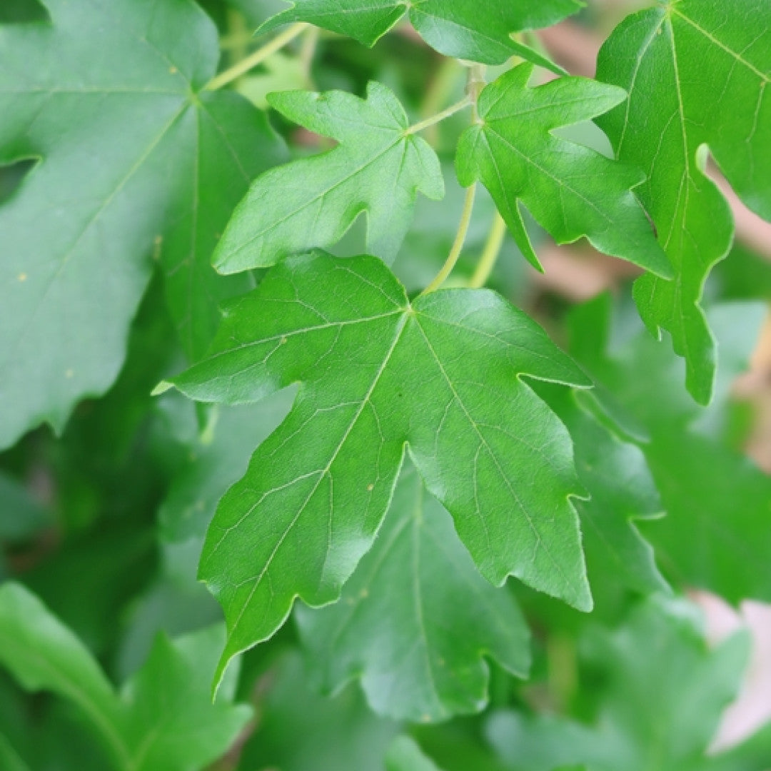Acer campestre 'Nanum'