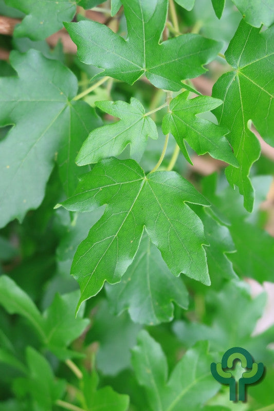 Acer campestre 'Nanum'