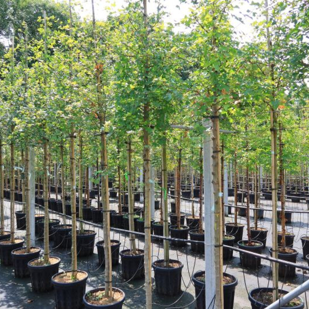 Acer monspessulanum