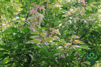 Acer negundo 'Flamingo'