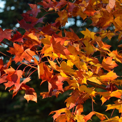 Acer Pacific Sunset