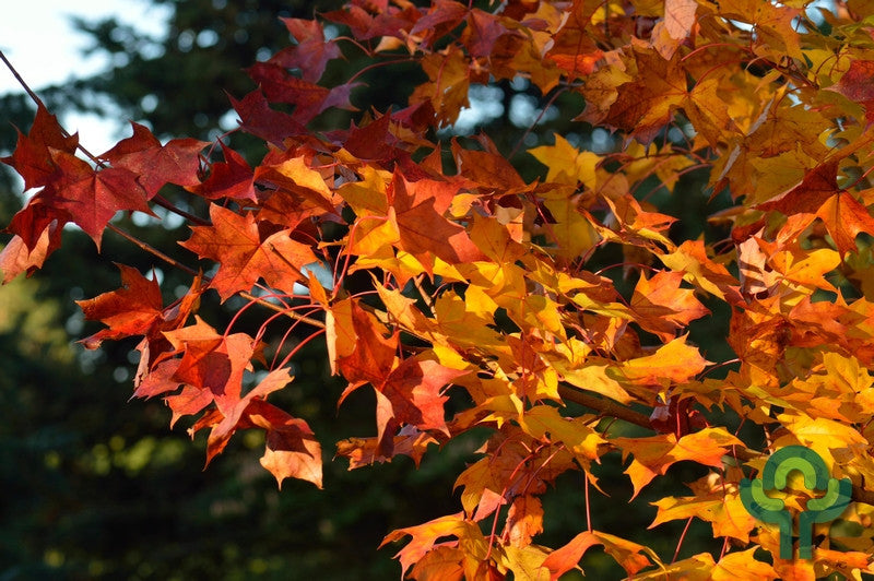 Acer Pacific Sunset