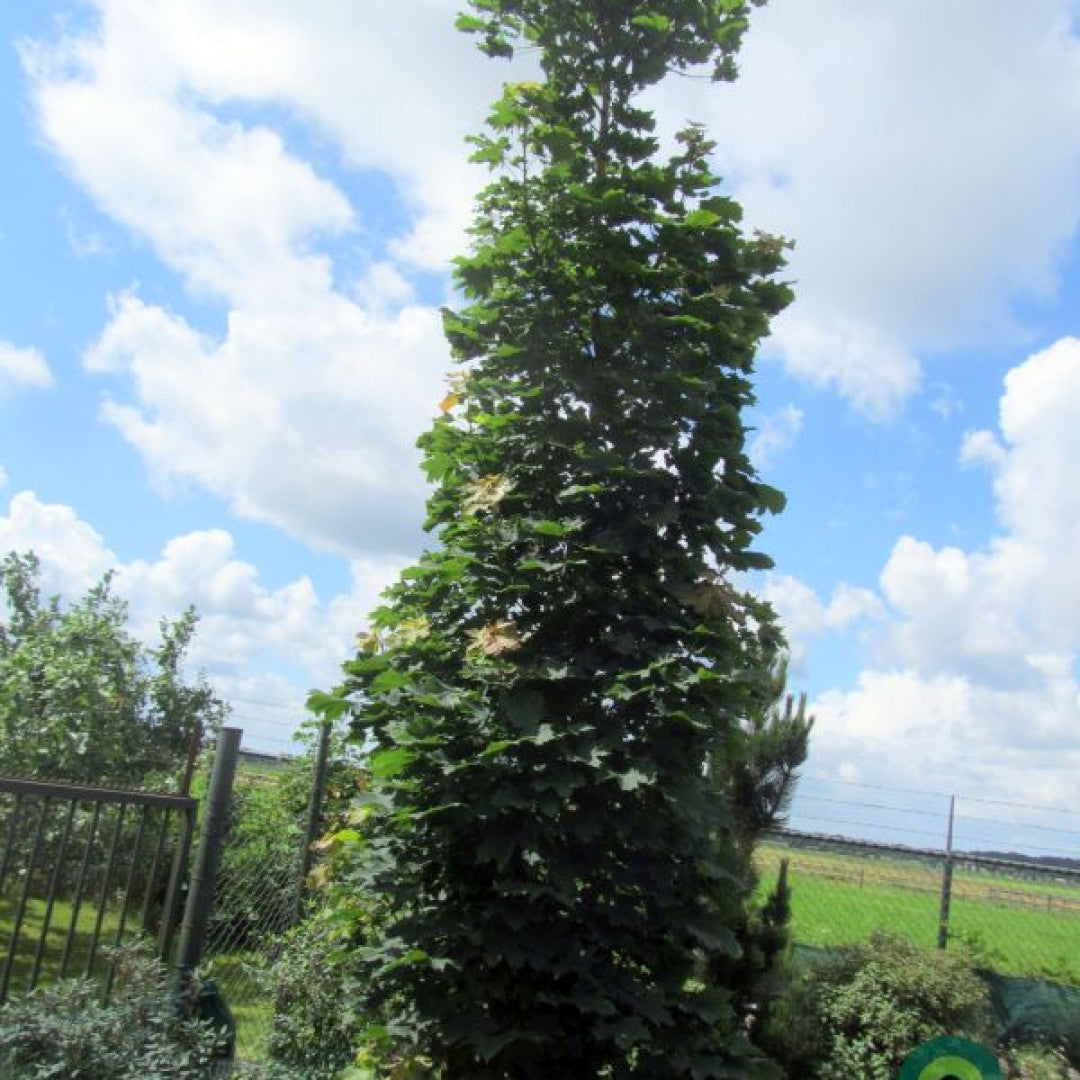 Acer platanoides 'Columnare'