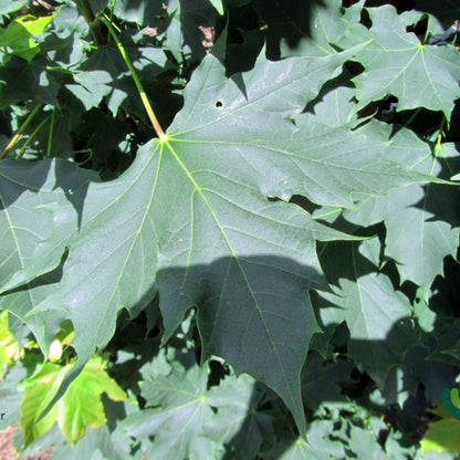 Acer platanoides 'Columnare'