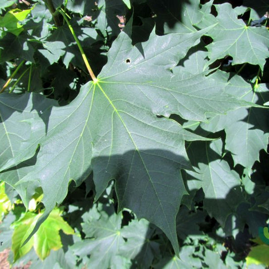 Acer platanoides 'Columnare'