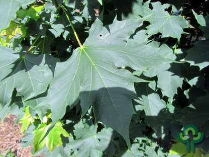 Acer platanoides 'Columnare'