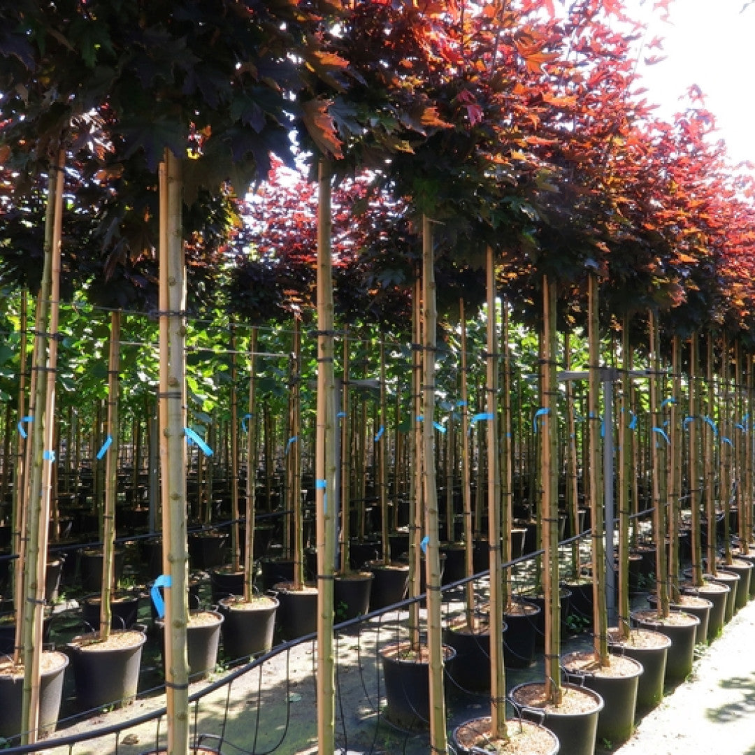 Acer platanoides 'Crimson Sentry'