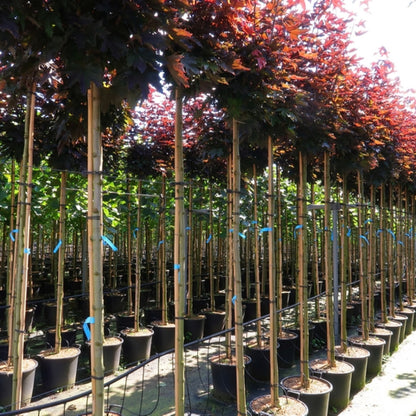 Acer platanoides 'Crimson Sentry'