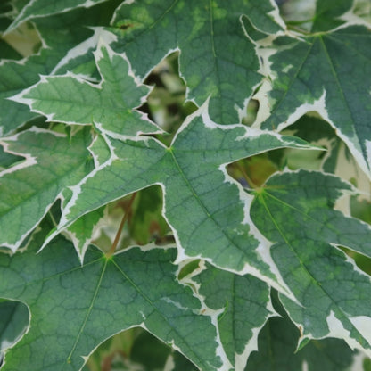 Acer platanoides 'Drummondii'