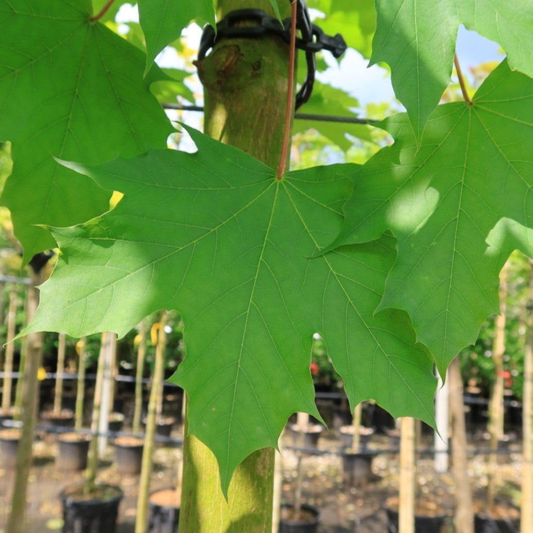 Acer platanoides 'Emerald Queen'