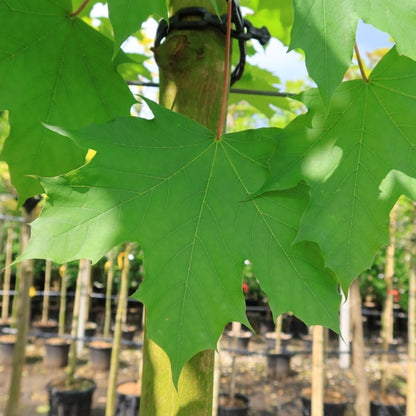 Acer platanoides 'Emerald Queen'