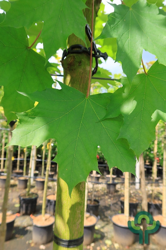 Acer platanoides 'Emerald Queen'