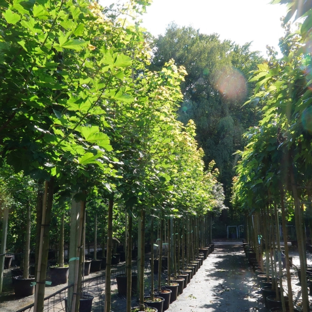 Acer platanoides 'Farlake's Green'