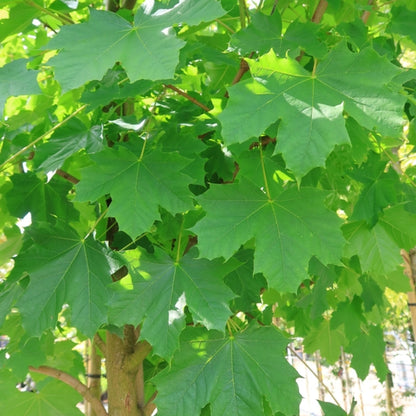 Acer platanoides 'Farlake's Green'