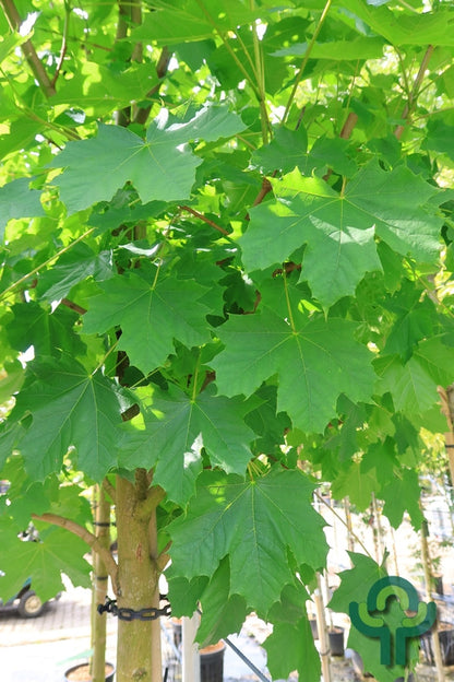 Acer platanoides 'Farlake's Green'