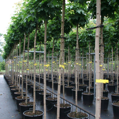 Acer platanoides 'Globosum'