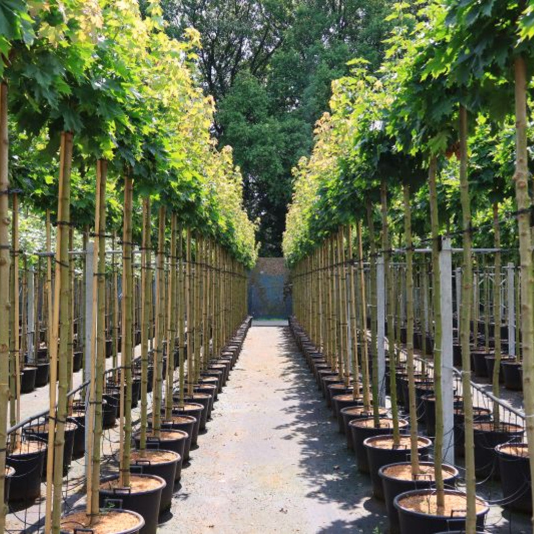 Acer platanoides 'Globosum'