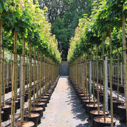 Acer platanoides 'Globosum'
