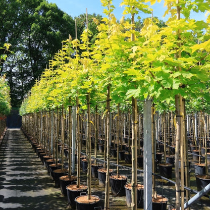 Acer platanoides Princeton Gold