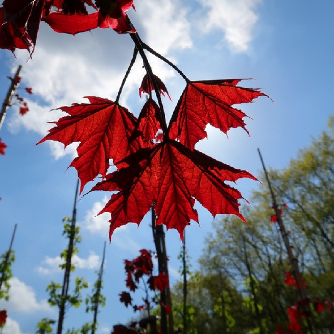 Acer platanoides 'Royal Red'
