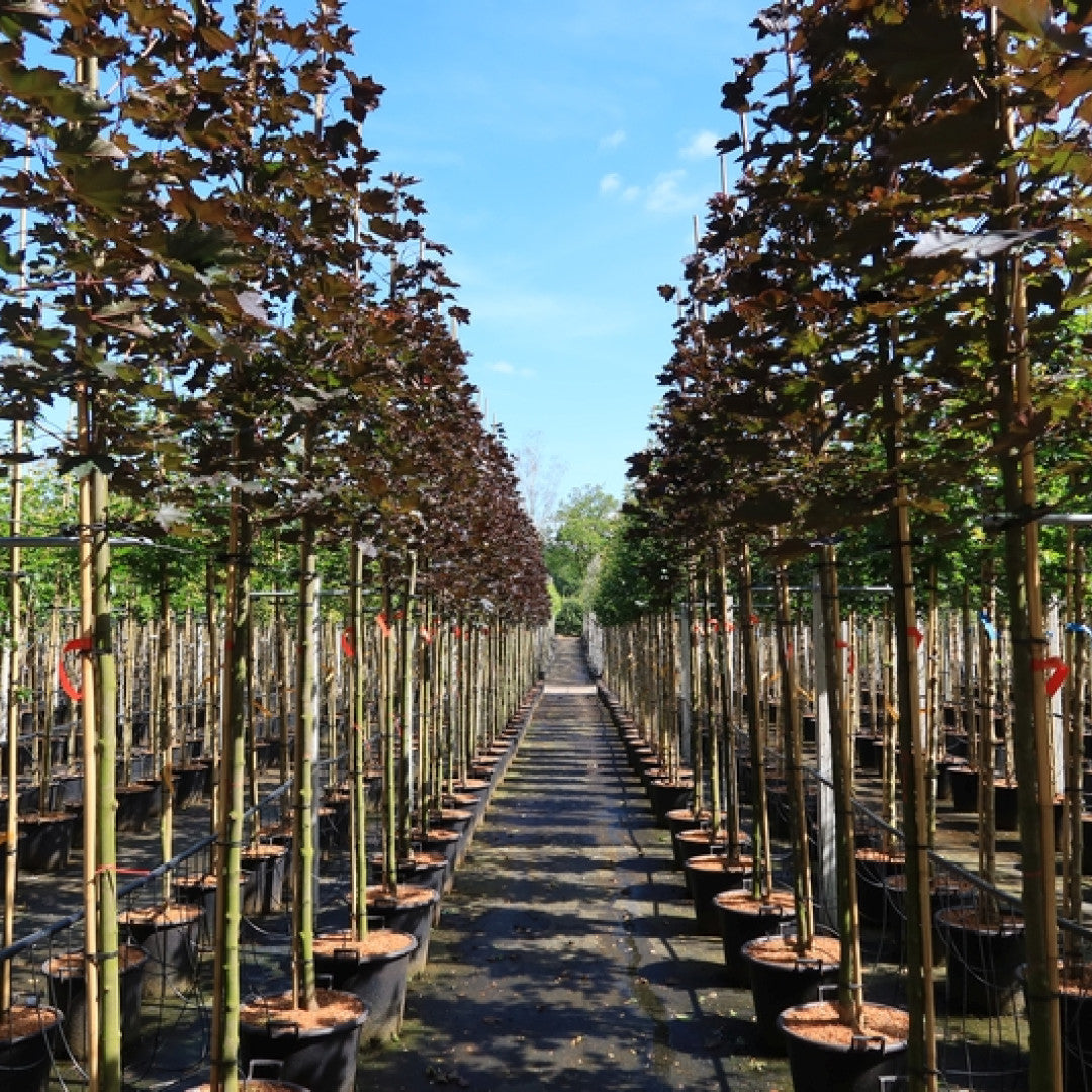 Acer platanoides 'Royal Red'