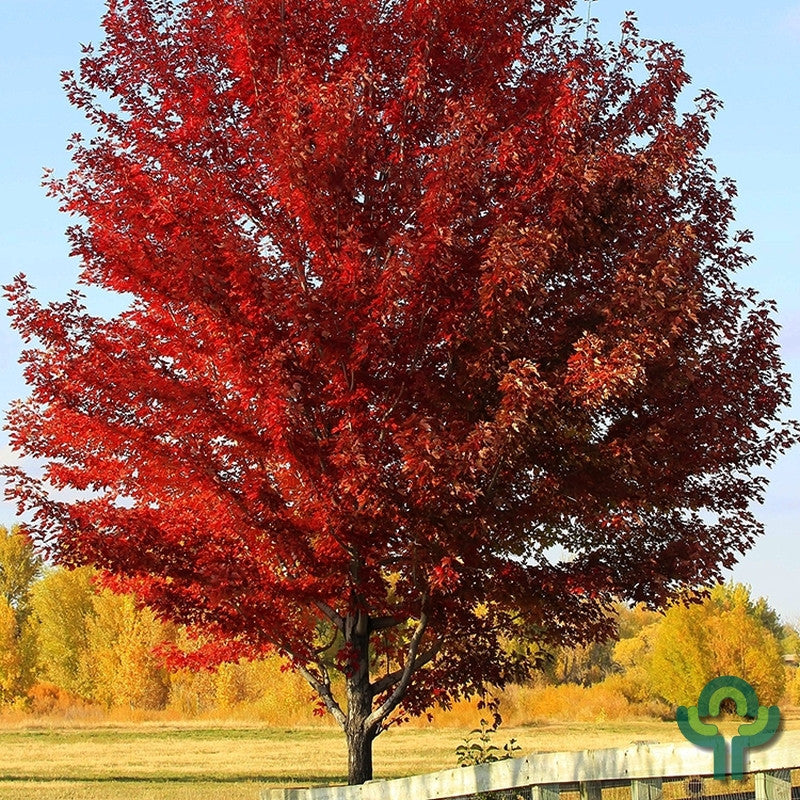 Acer rubrum 'Sun Valley'