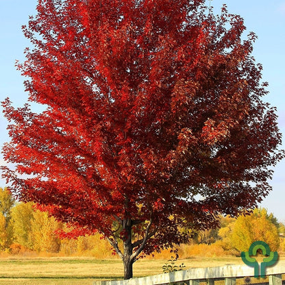 Acer rubrum 'Sun Valley'