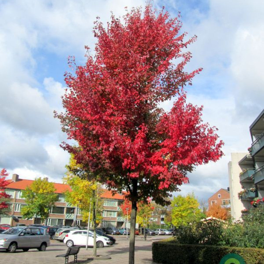 Acer rubrum 'Brandywine'